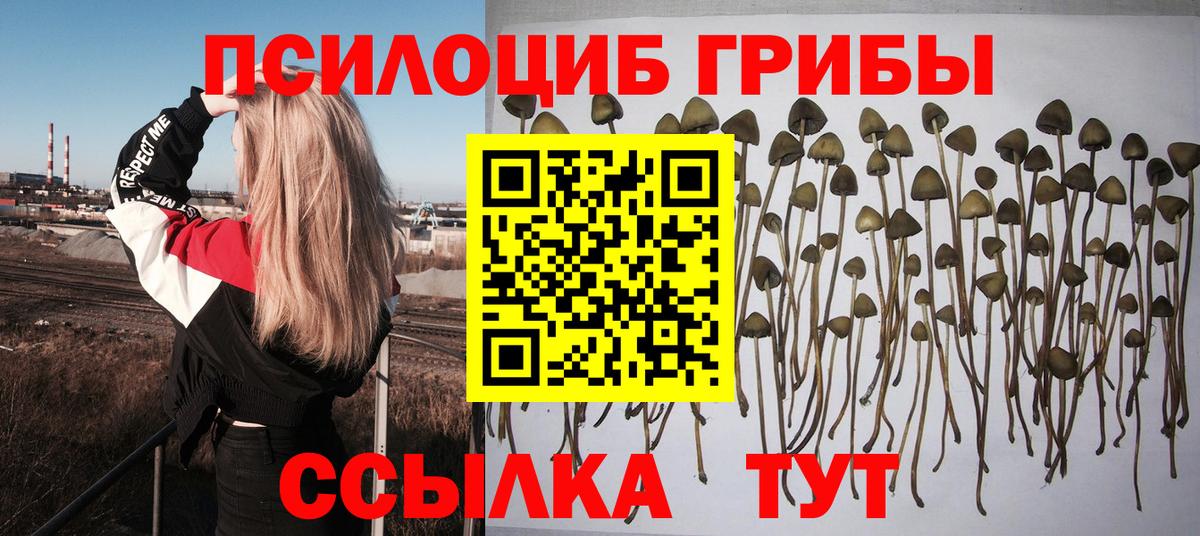 купить наркоту  Псилоцибиновые грибы прущие грибы  Псилоцибиновые грибы ЛСД  Вход с VPN  Богданович 